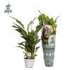 Spathiphyllum 13 cm Strauss Air So Pure