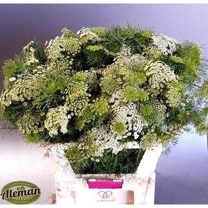 AMMI VIS CASABLANCA