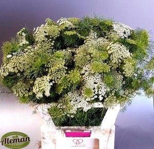 <h4>AMMI VIS CASABLANCA</h4>
