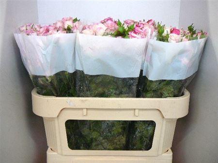 <h4>R Tr Reflex</h4>