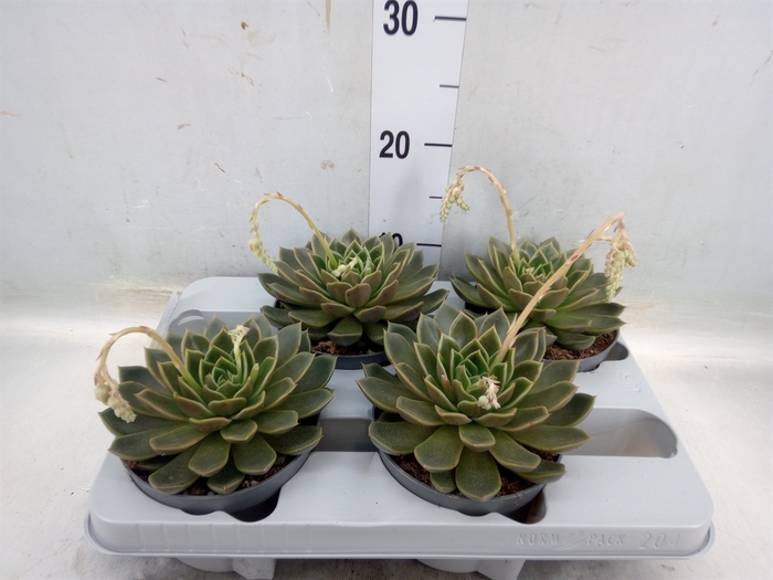 <h4>Echeveria   ...not flowering</h4>