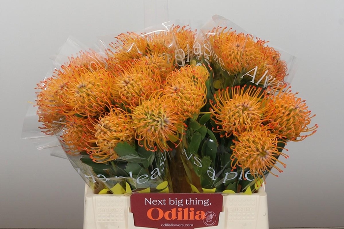 <h4>Nutans Ayoba Sun</h4>