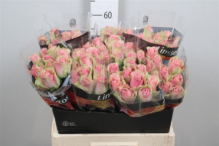 <h4>R Gr Belle Rose</h4>