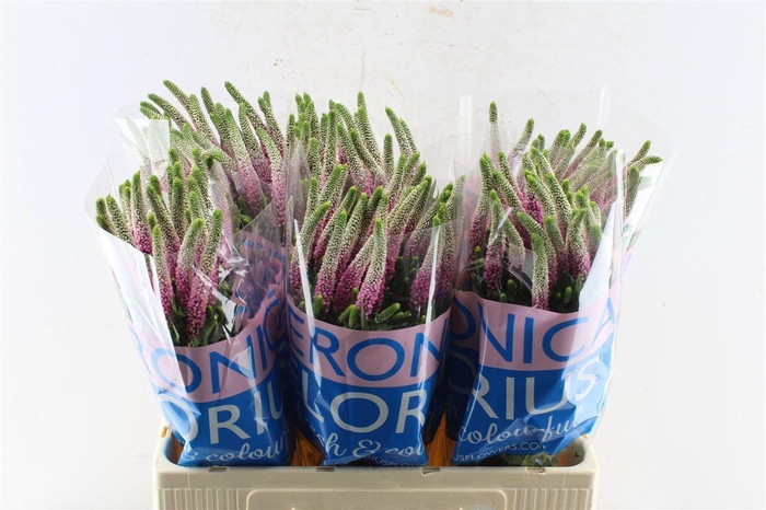 <h4>Veronica Clea Roswitha</h4>