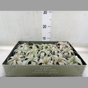 Tillandsia xerographica