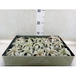 Tillandsia xerographica