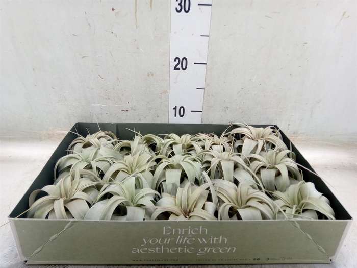 <h4>Tillandsia xerographica</h4>