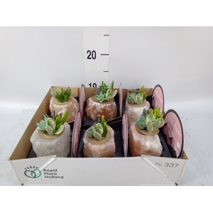 Arr.  Succulents L%