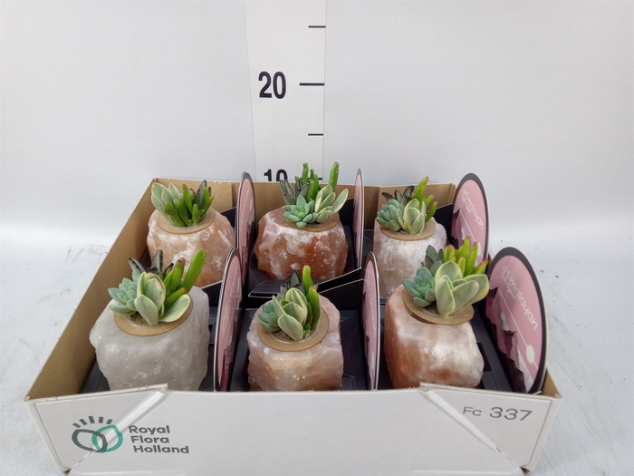 <h4>Arr.  Succulents L%</h4>