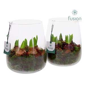 Glas Alzada groot met Hyacinthus