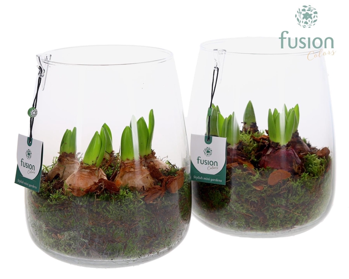 <h4>Glas Alzada groot met Hyacinthus</h4>