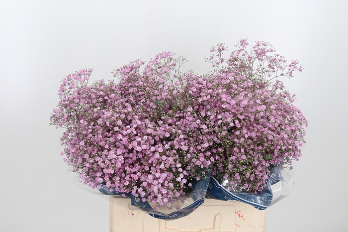 <h4>Gyps Pan My Pink</h4>
