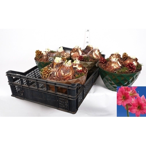 BLOEMBOL HIPPEASTRUM