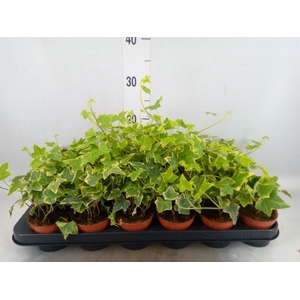 Hedera helix 'Goldchild'