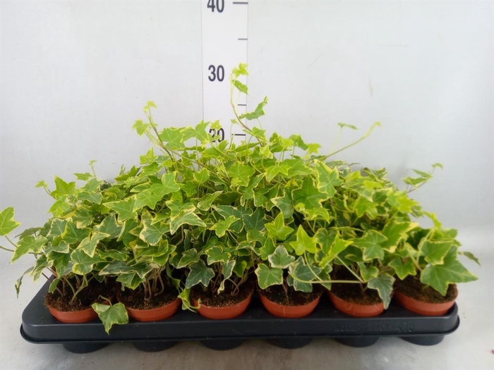 <h4>Hedera helix 'Goldchild'</h4>