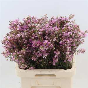 Chamelaucium 'Painted Lady'