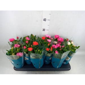 Rosa  'Star Roses'   ...mix