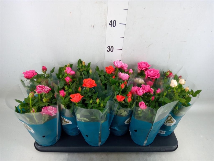 <h4>Rosa  'Star Roses'   ...mix</h4>