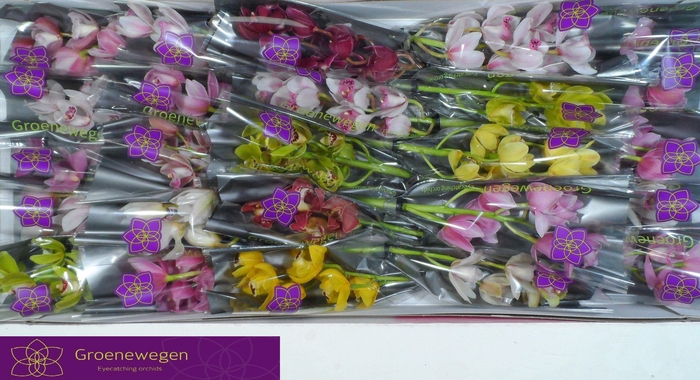 <h4>CYMB MI GEM</h4>