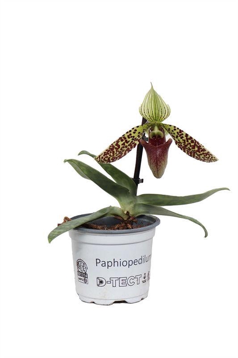 <h4>Paphiopedilum p09 Sukhakulii 1bl</h4>