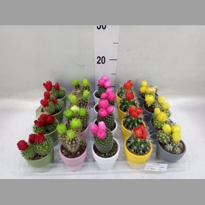 Cactus   ...decorated