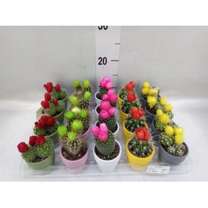 Cactus   ...decorated