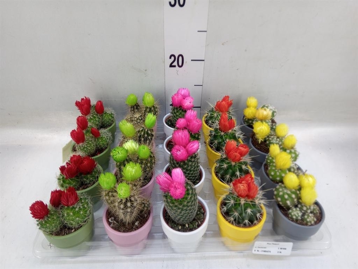 <h4>Cactus   ...decorated</h4>