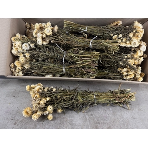 DF Helichrysum Bs White