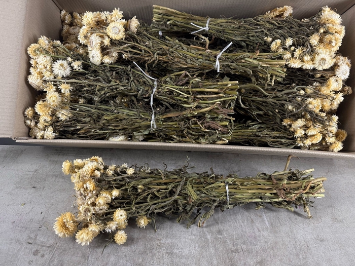 <h4>DF Helichrysum Bs White</h4>