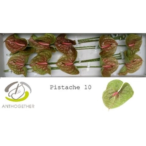 Anth. andr. 'Pistache' x10