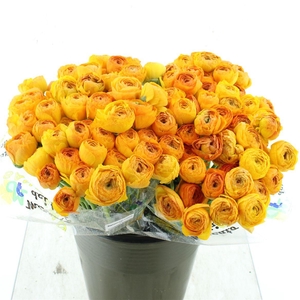 Ran Su Sr Pareo Dark Yellow 1a