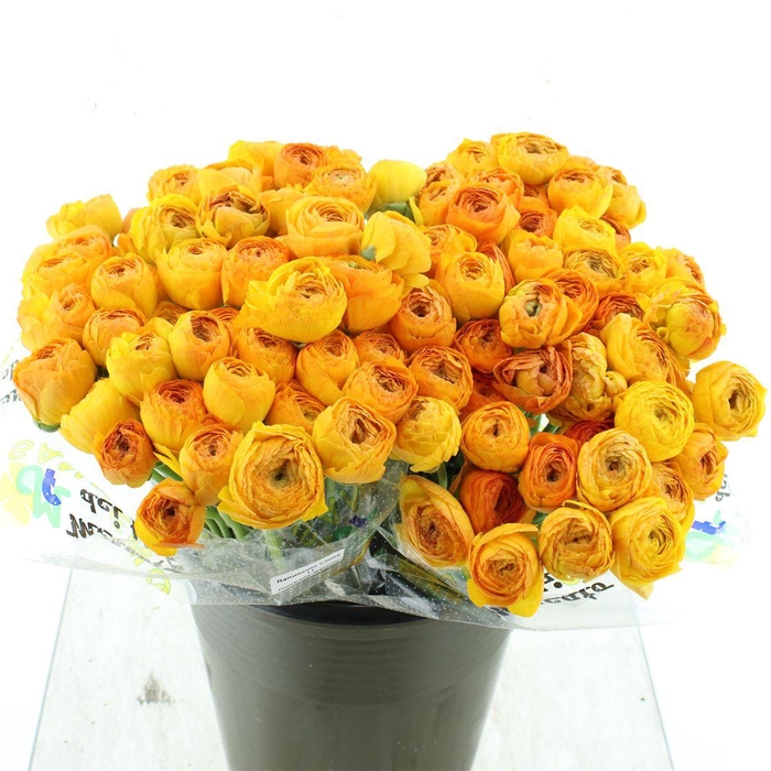 <h4>Ran Su Sr Pareo Dark Yellow 1a</h4>