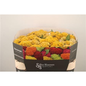 Celosia Reprise Gold