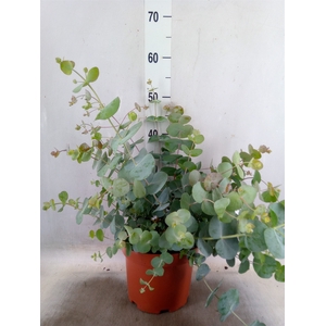 Eucalyptus