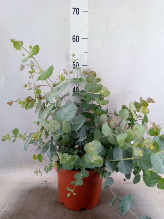 <h4>Eucalyptus</h4>