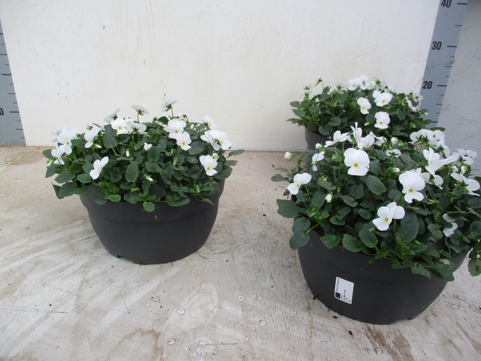 <h4>VIO CO TW WHITE</h4>