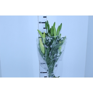 LIRIO YELLOWEEN 090 CM HT 3/5 FLS