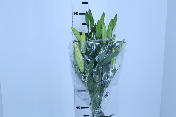 LIRIO YELLOWEEN 090 CM HT 3/5 FLS