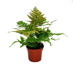 Dryopteris Erythrosora (Winterhard)