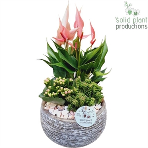 AE51 ANTH PINK DAKOTA SMALL