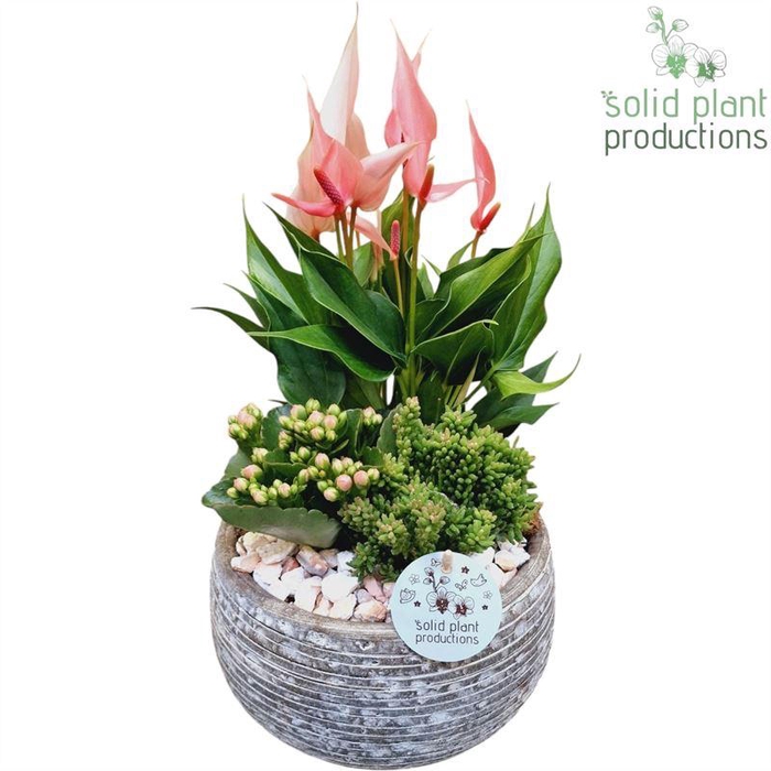 AE51 ANTH PINK DAKOTA SMALL