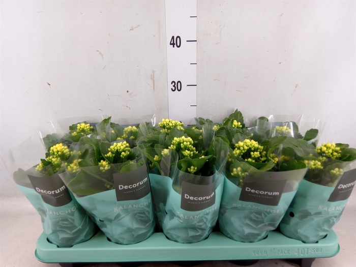 <h4>Kalanchoe blos. 'Sfinx Yellow'</h4>