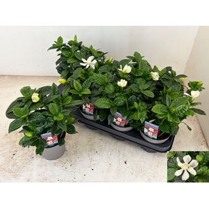GARDENIA JASMINOIDES