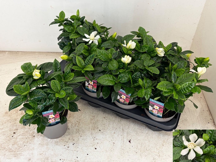 <h4>GARDENIA JASMINOIDES</h4>