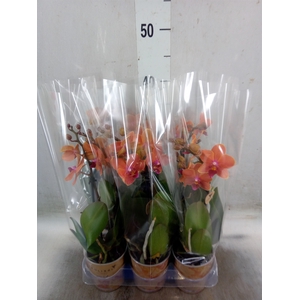 Phalaenopsis multi. 'Ant Bolzano'