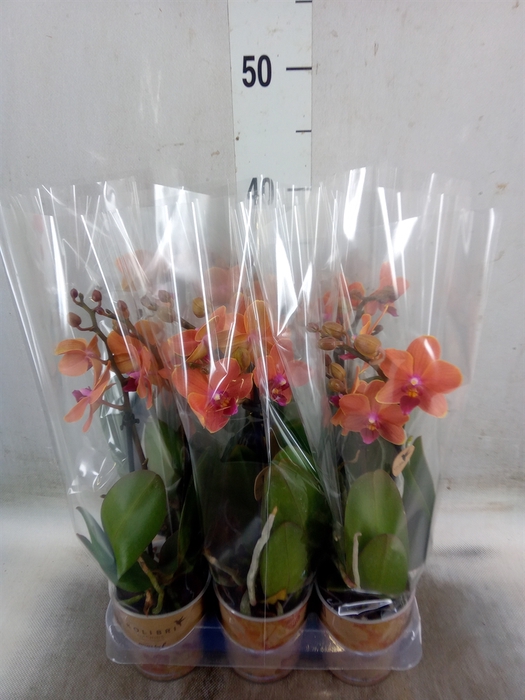 <h4>Phalaenopsis multi. 'Ant Bolzano'</h4>