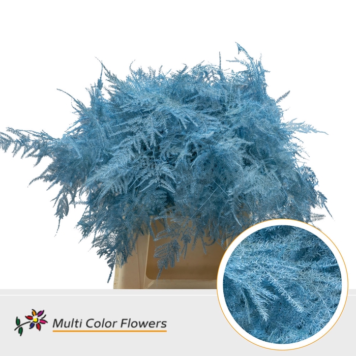 <h4>Asparagus 1e V Blauw Licht</h4>