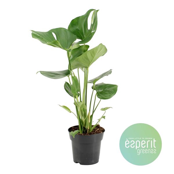 <h4>Monstera Deliciosa</h4>
