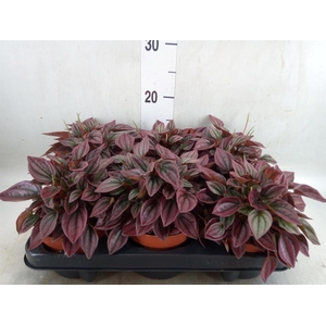 Peperomia argyreia 'Costa Rica'
