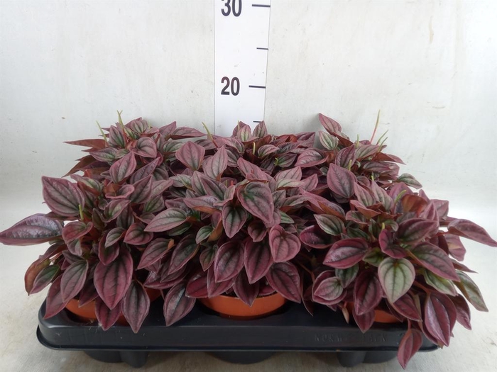 <h4>Peperomia argyreia 'Costa Rica'</h4>